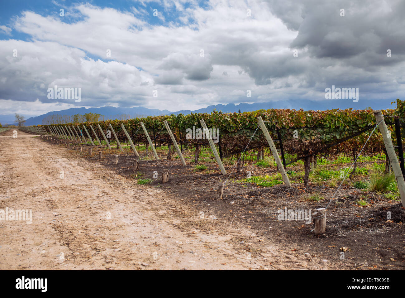 Plants de vigne en paysage Bodega Septima, Agrelo, Lujan de Cuyo, Mendoza, Argentine Banque D'Images