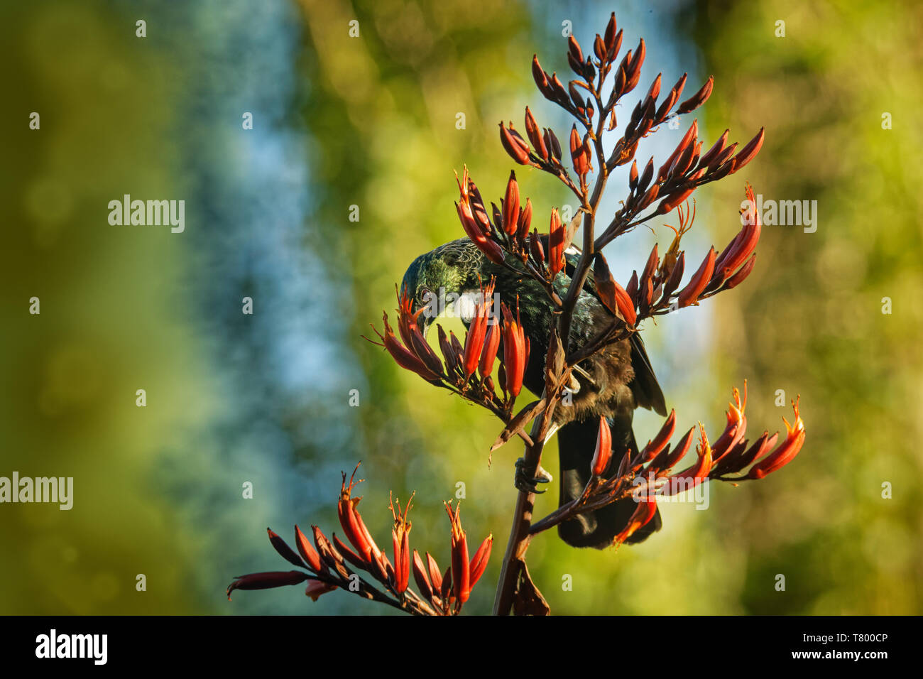 Prosthemadera novaeseelandiae - endémique des forêts de Nouvelle-Zélande Tui oiseau posé sur la branche dans la forêt et le chant. Banque D'Images