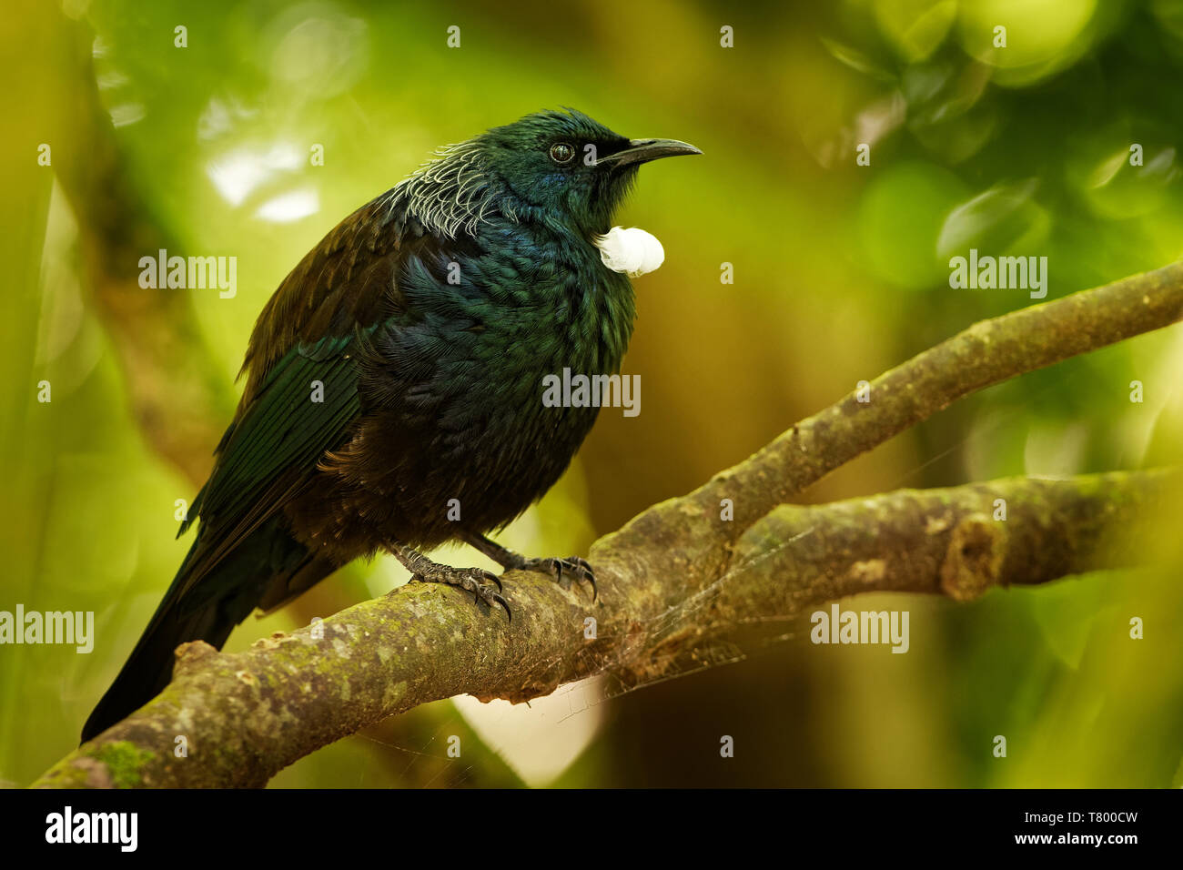 Prosthemadera novaeseelandiae - endémique des forêts de Nouvelle-Zélande Tui oiseau posé sur la branche dans la forêt et le chant. Banque D'Images