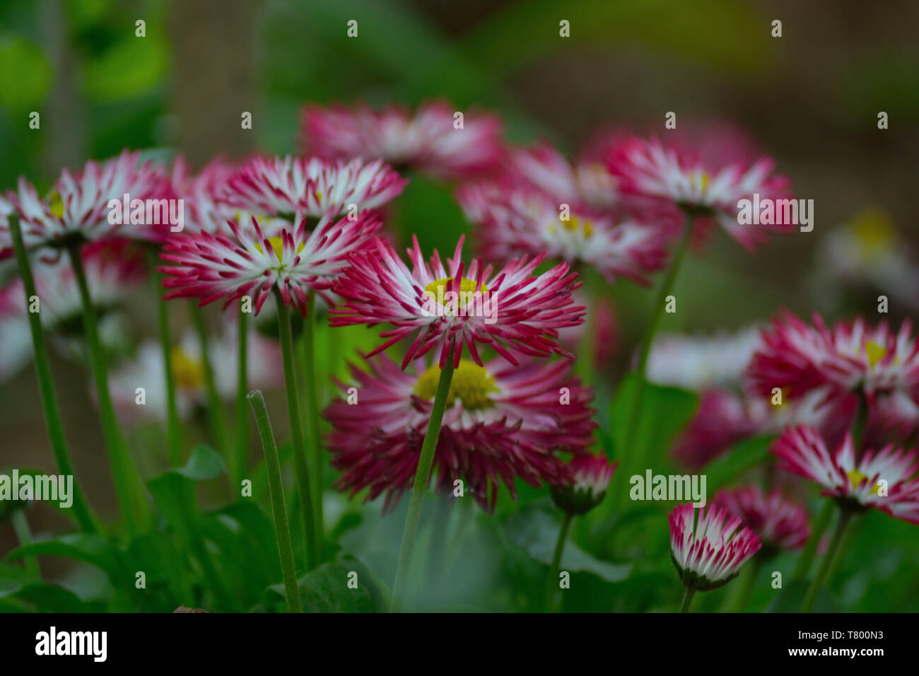 Gerbera fleurs daisy dans le jardin Banque D'Images