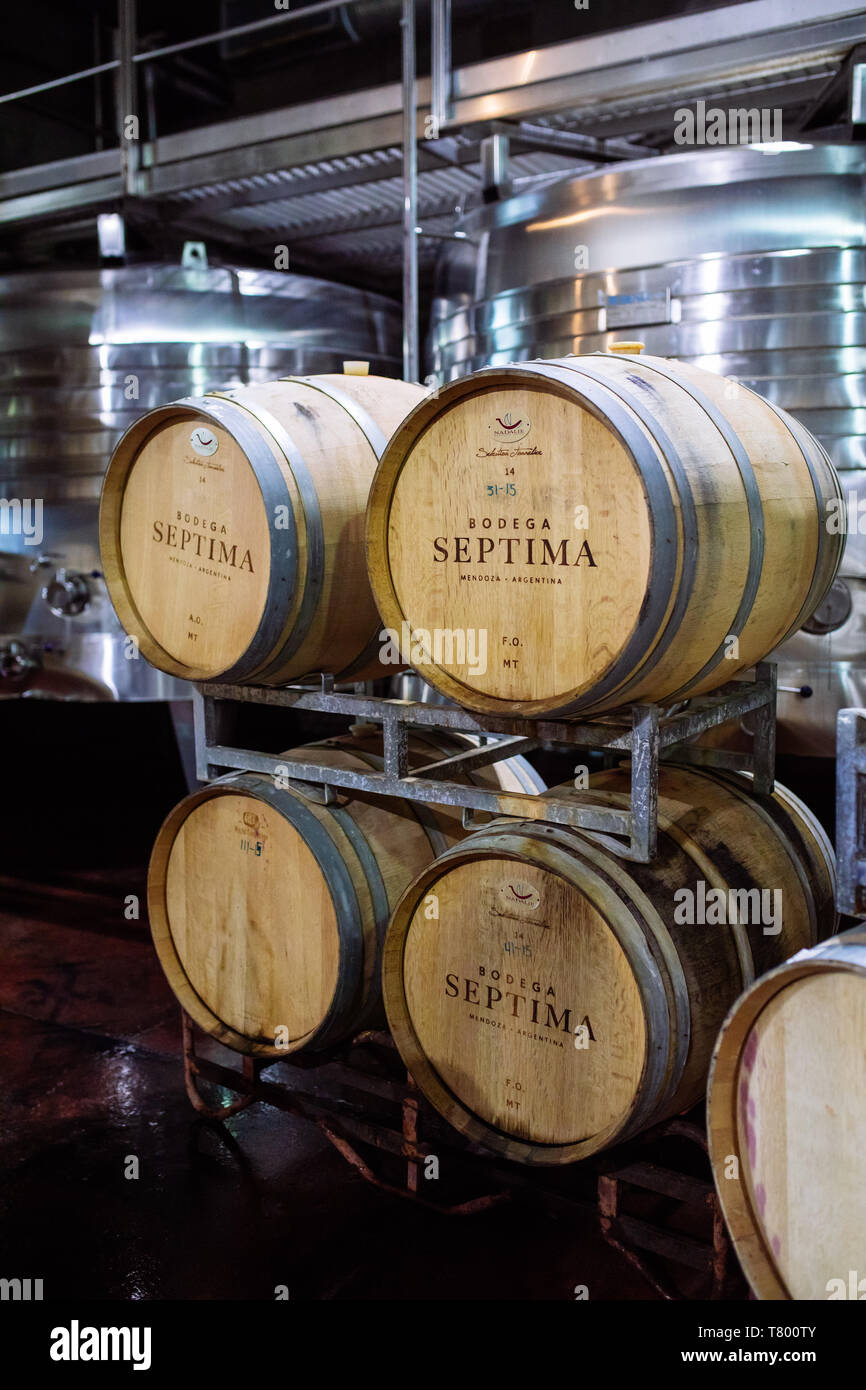 Bodega Septima winery fûts de chêne, Agrelo, Lujan de Cuyo, Mendoza, Argentine Banque D'Images