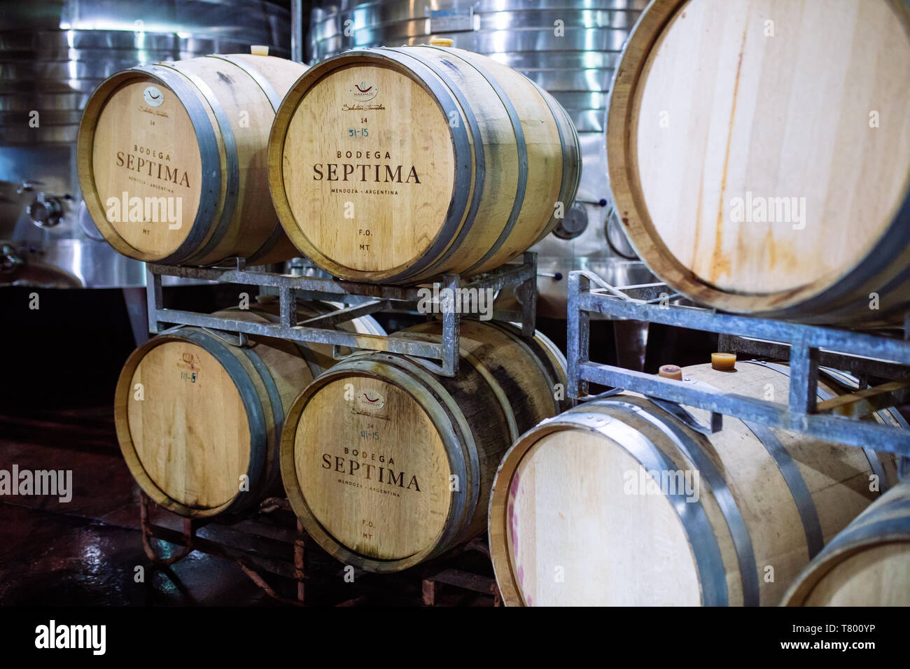 Bodega Septima winery fûts de chêne, Agrelo, Lujan de Cuyo, Mendoza, Argentine Banque D'Images