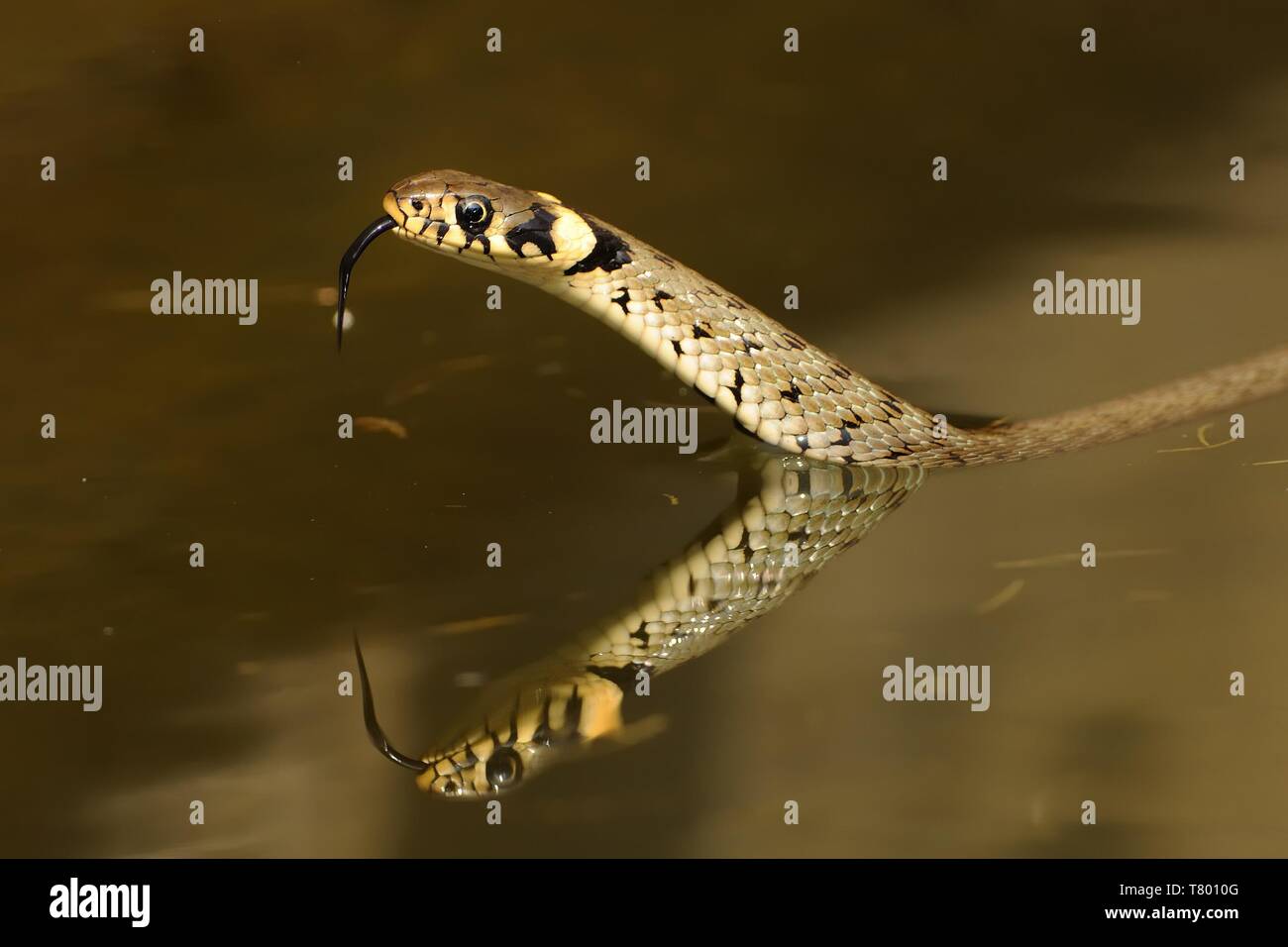 La couleuvre à collier (Natrix natrix) nager à travers la petite lagune et soulevant son haed. Serpent dans l'eau avec fond brun. Banque D'Images