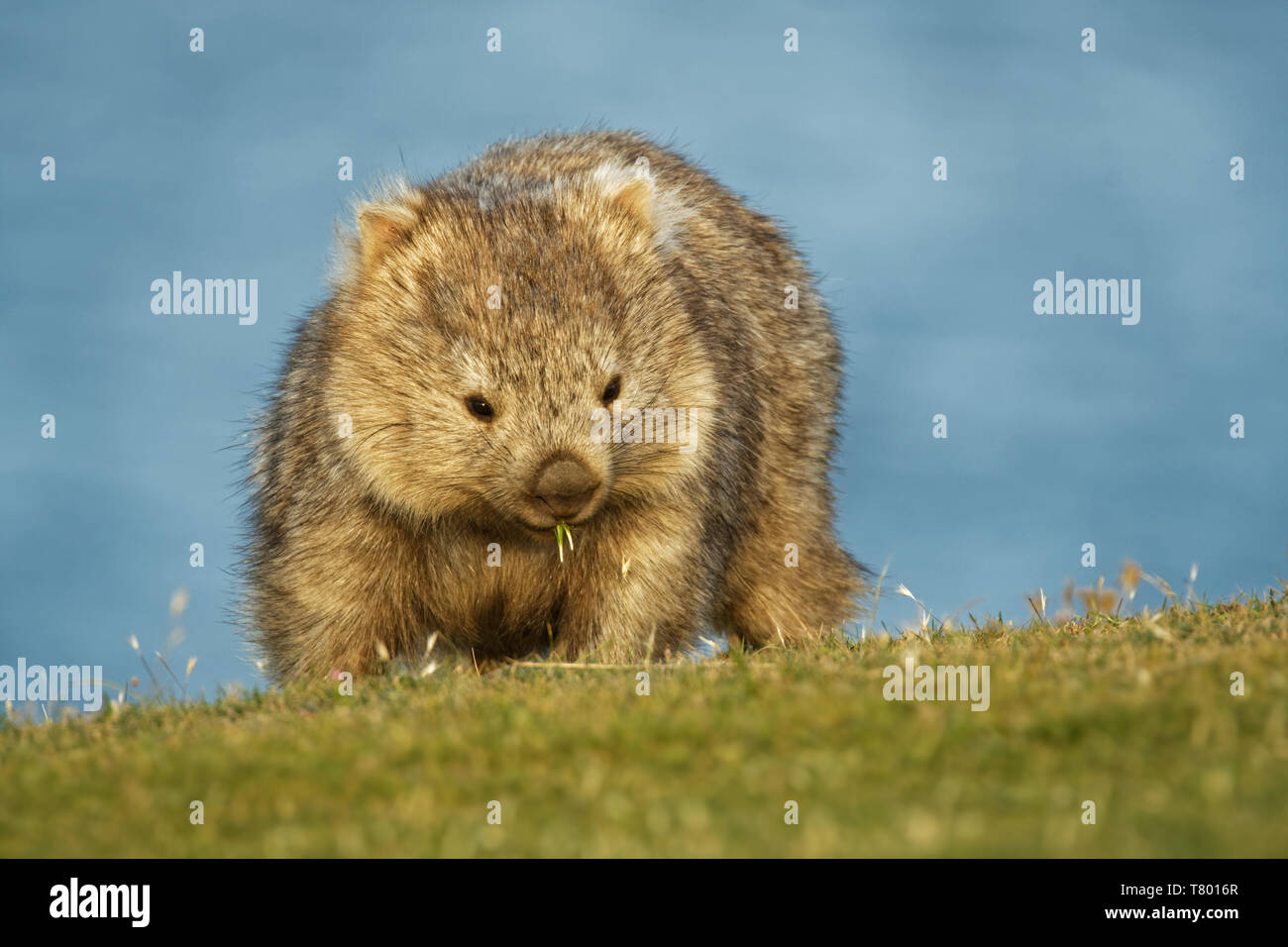 Vombatus ursinus - Wombat commun dans le paysage de Tasmanie, mange de l'herbe dans la soirée sur l'île près de la Tasmanie. Banque D'Images