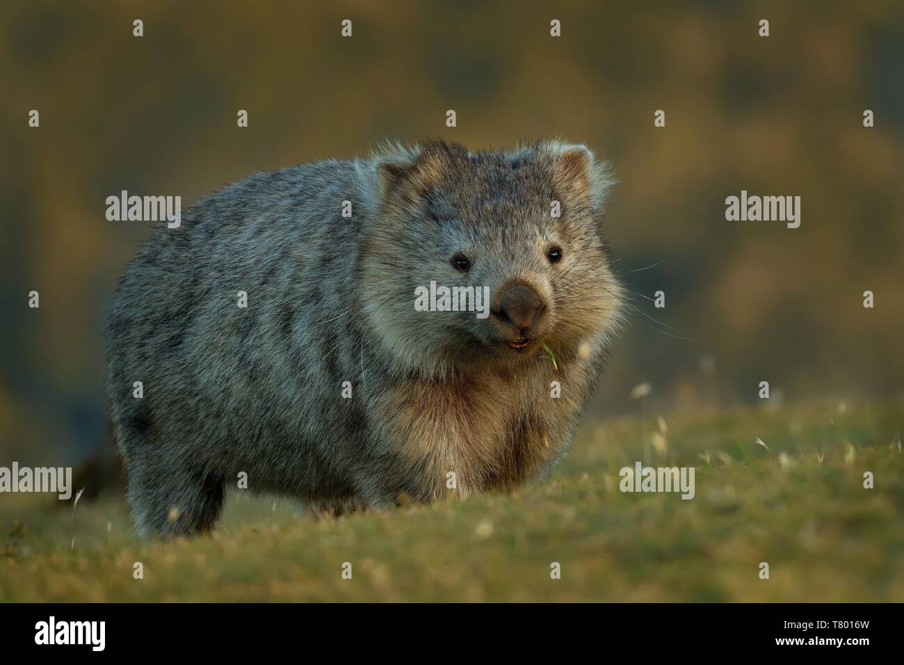 Vombatus ursinus - Wombat commun dans le paysage de Tasmanie, mange de l'herbe dans la soirée. Banque D'Images