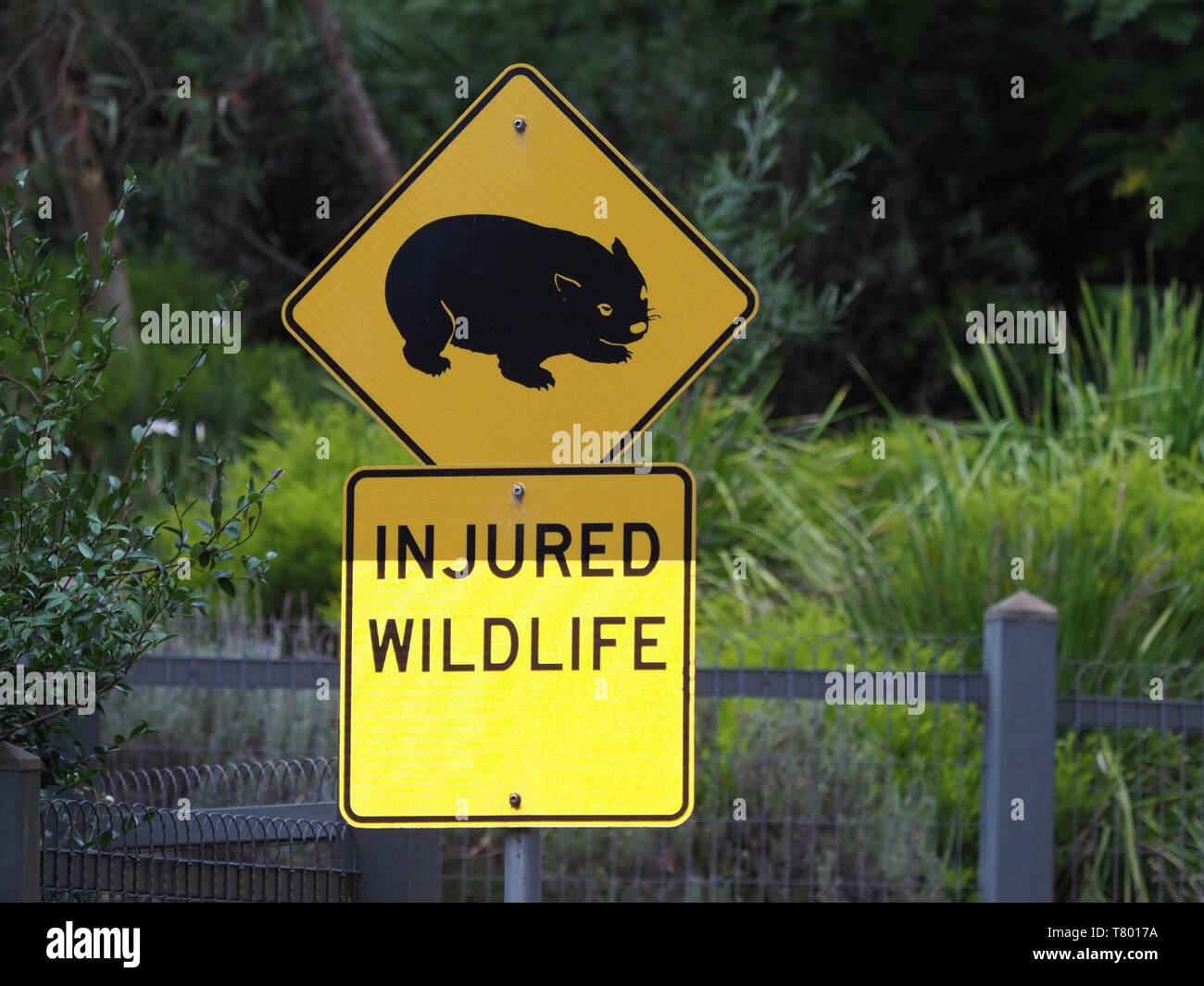 Panneau de circulation - Vombatus ursinus - Wombat Wombat commun dans le paysage de Tasmanie Banque D'Images