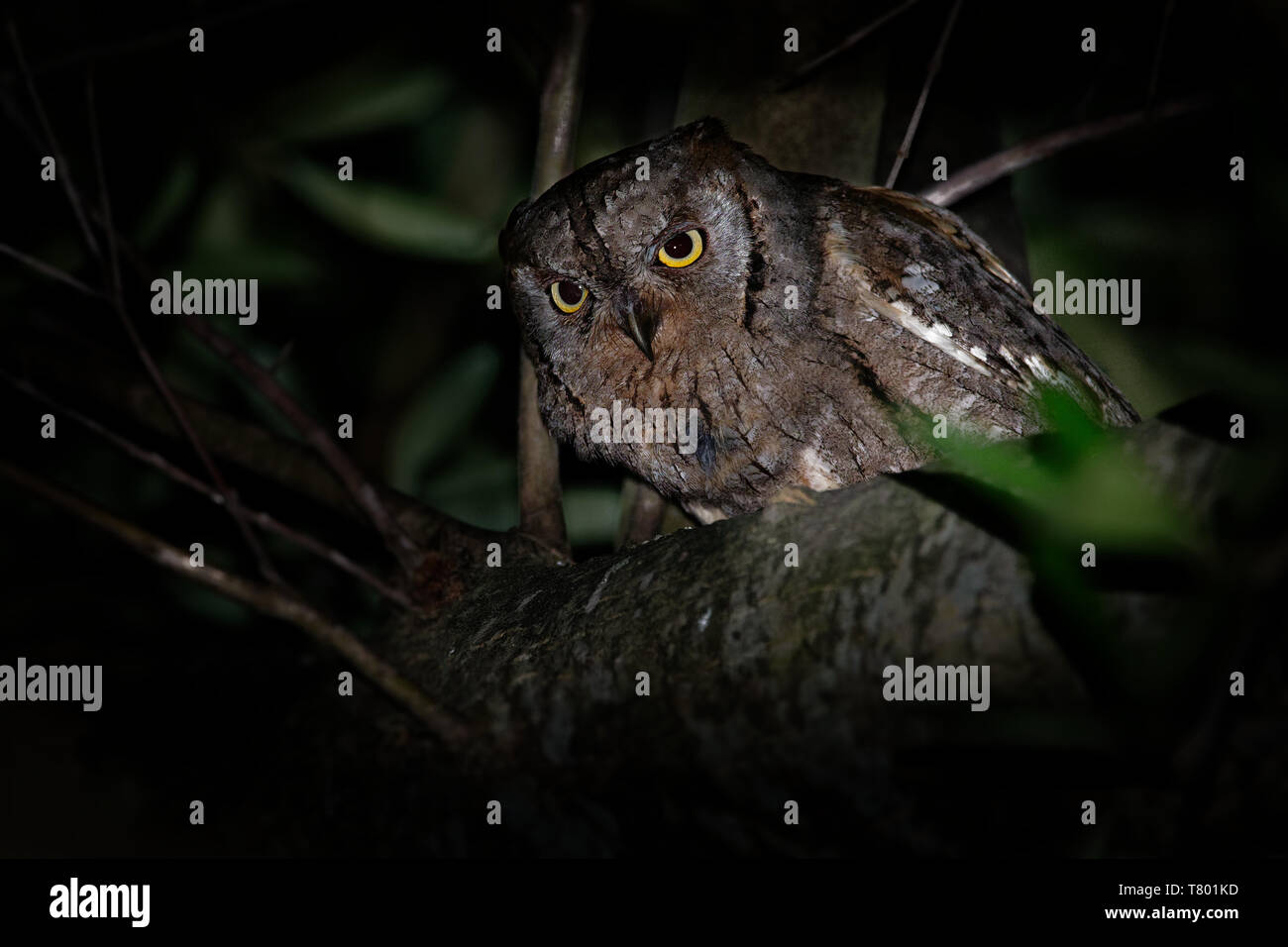 Scops-Owl Otus scops (européenne) perché sur une branche d'épinette avec sauterelle capturés dans la nuit. Corfou, Grèce, Europe Banque D'Images
