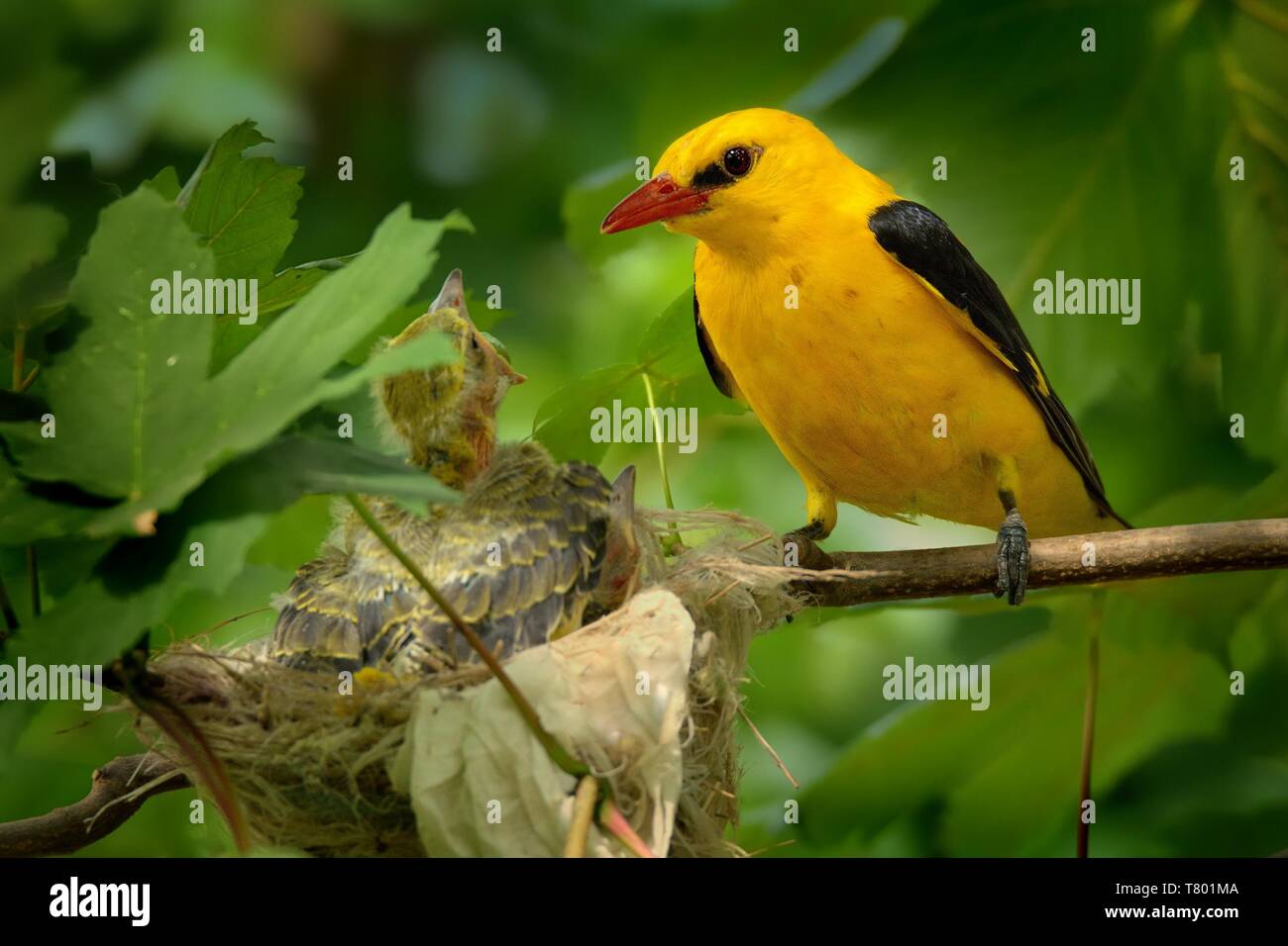 Loriot (Oriolus oriolus - mâle) assis près du nid avec le jeune oiseau. Banque D'Images