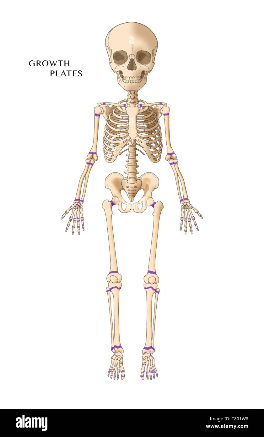 La croissance du squelette de l'enfant, illustration des plaques Banque D'Images