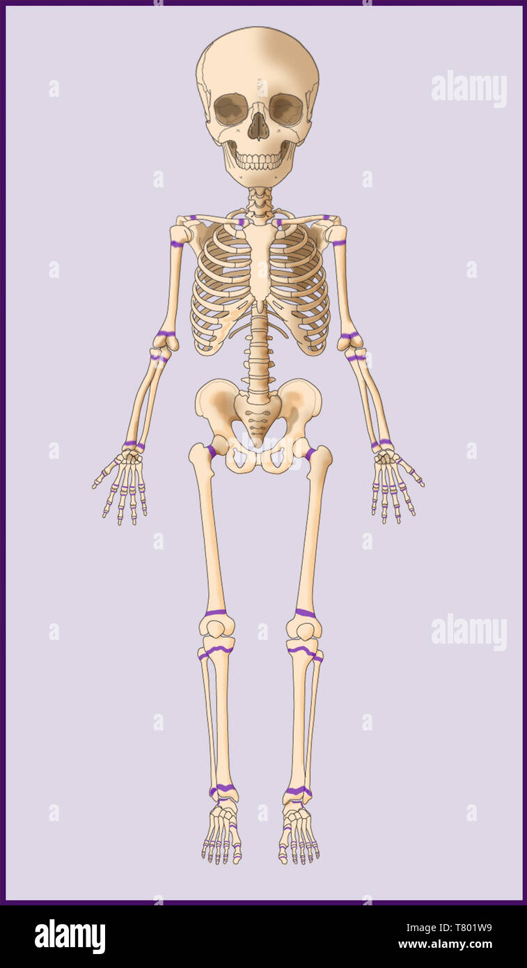 Squelette de l'enfant, les plaques de croissance, illustration Banque D'Images