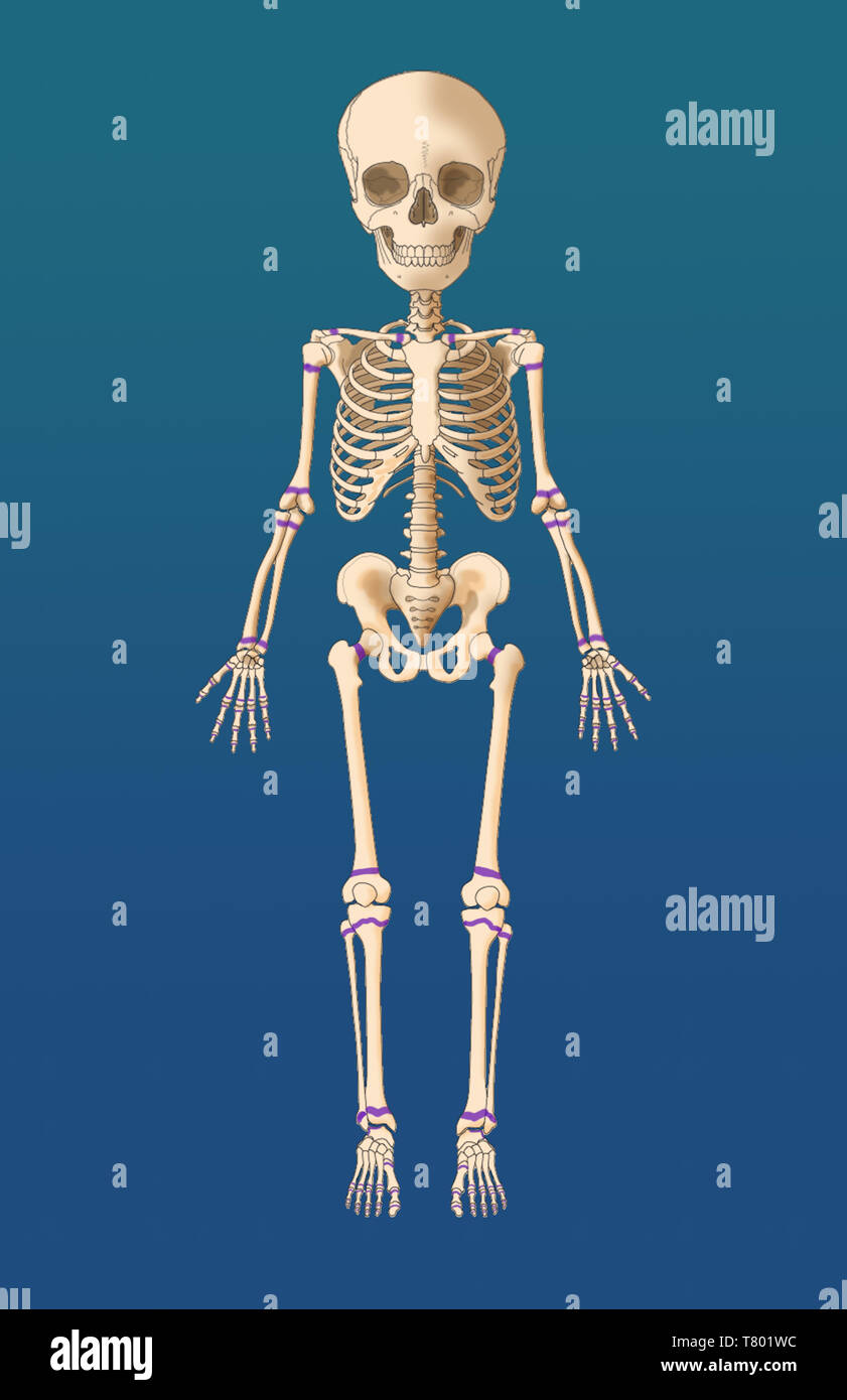 La croissance du squelette de l'enfant, illustration des plaques Banque D'Images