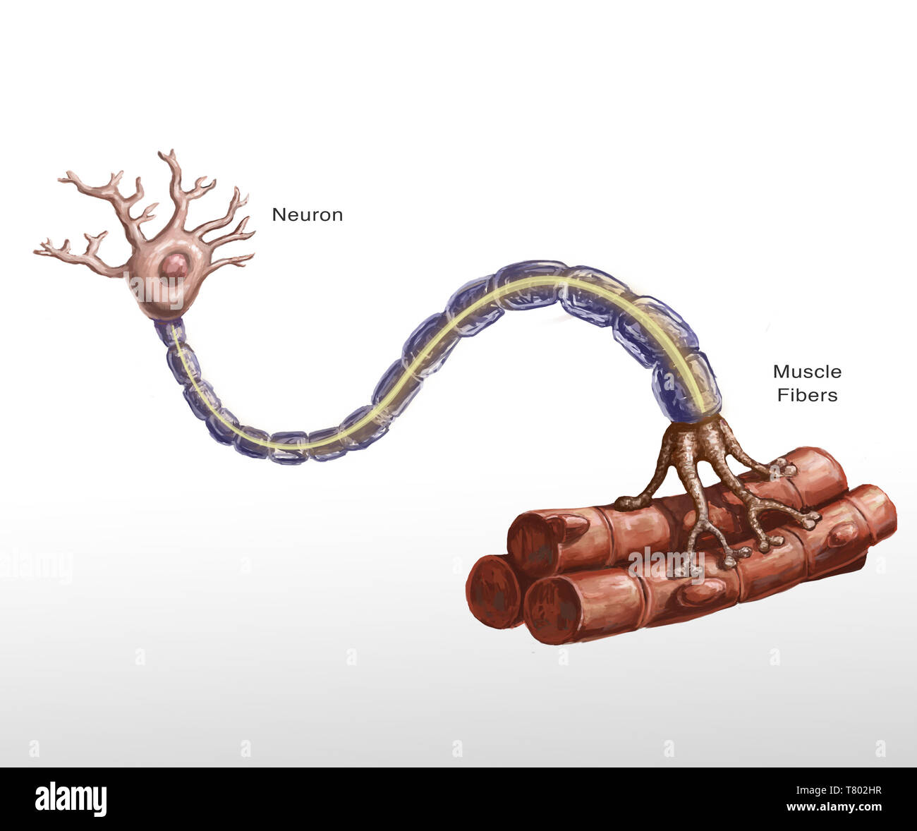 Motor neuron et l'illustration des fibres musculaires Banque D'Images