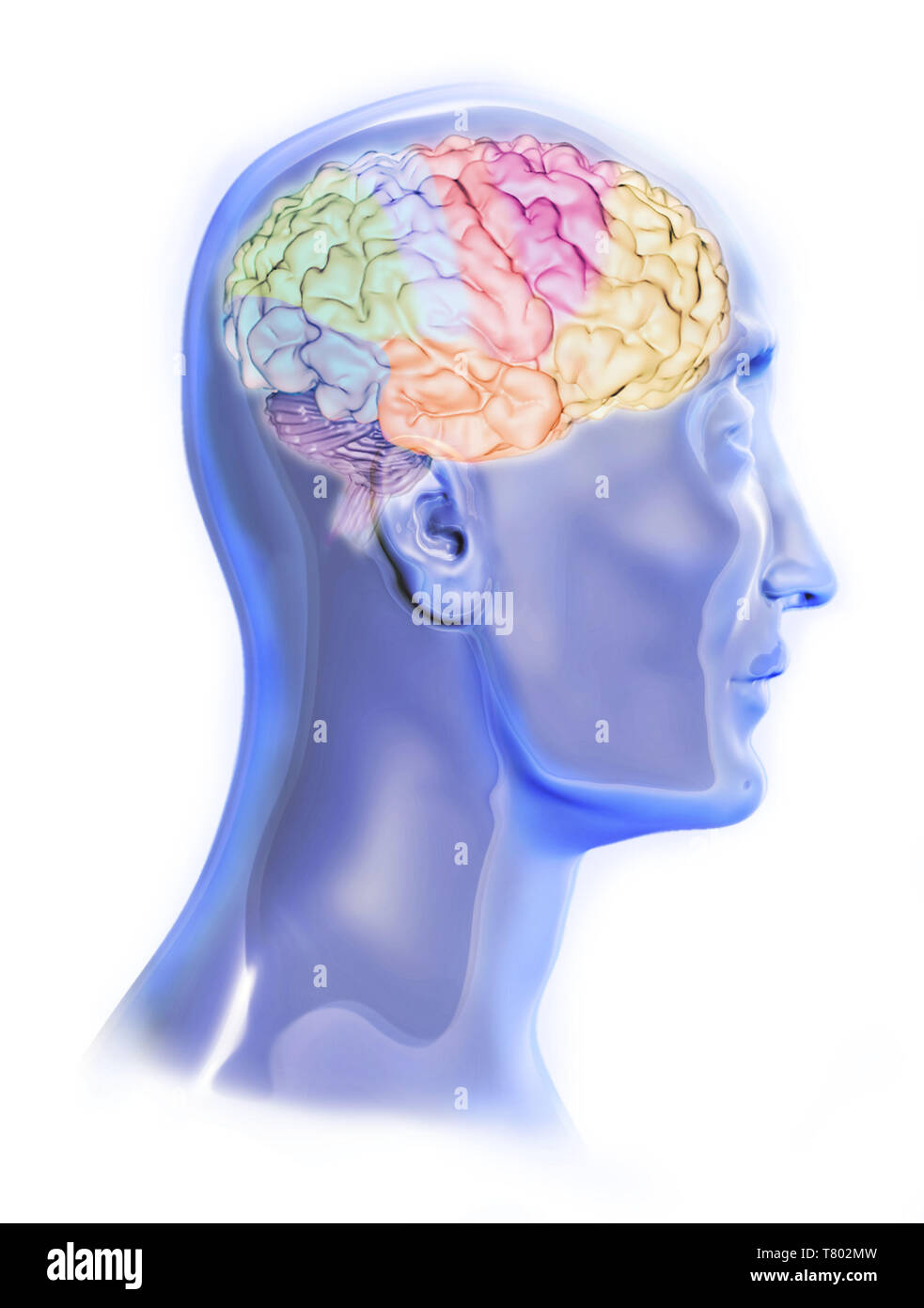 Avec tête Cerveau Visible, illustration Banque D'Images