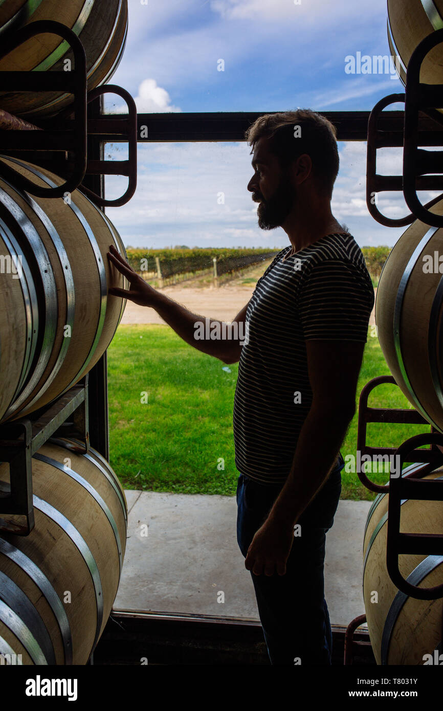 Caucasian man profile en touchant l'éclairage fût de chêne en Bodega Septima, Agrelo, Lujan de Cuyo, Mendoza, Argentine Banque D'Images
