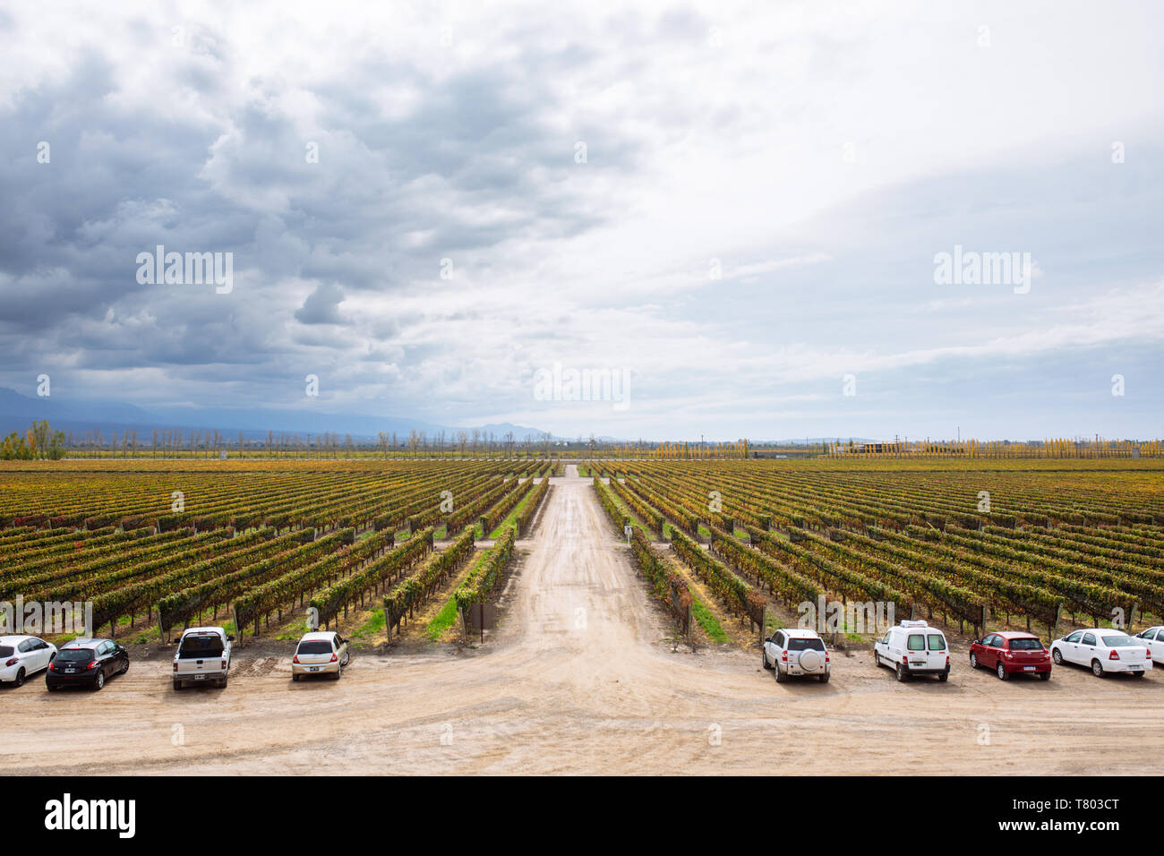 Bodega Septima vineyard vue depuis la terrasse, Agrelo, Lujan de Cuyo, Mendoza, Argentine Banque D'Images