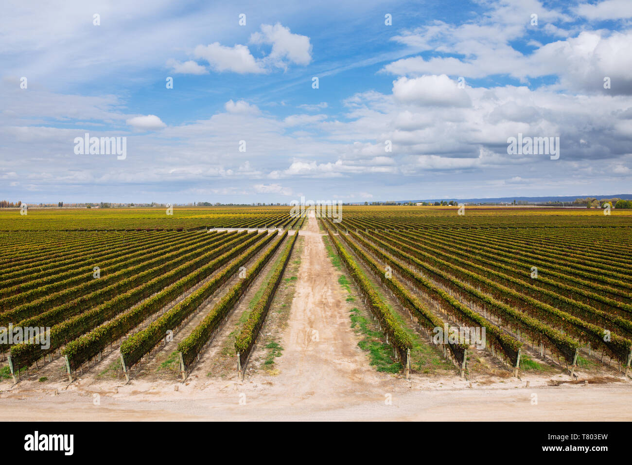 Bodega Septima vineyard vue depuis la terrasse, Agrelo, Lujan de Cuyo, Mendoza, Argentine Banque D'Images