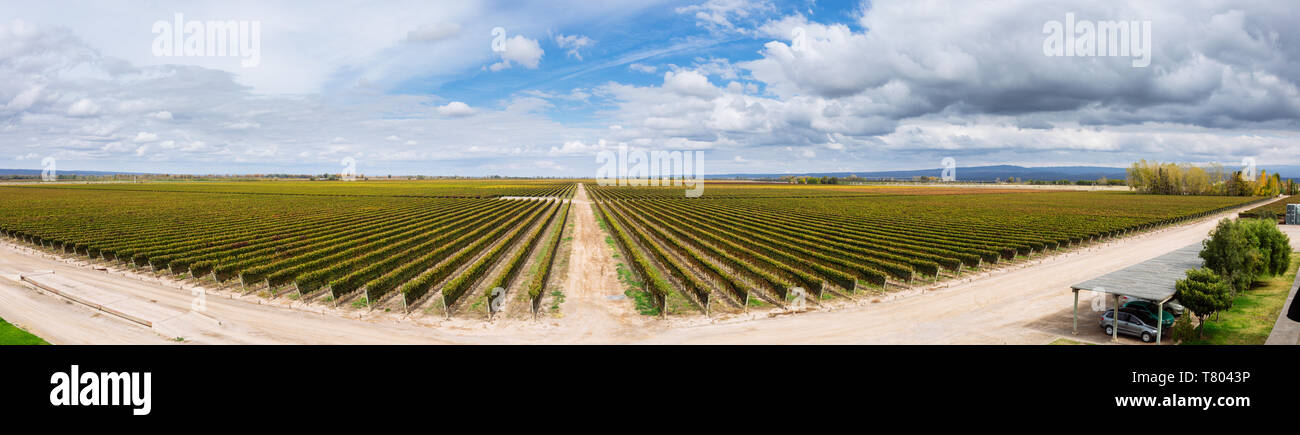 Aerial vue panoramique sur le vignoble de Bodega Septima depuis sa terrasse, Agrelo, Lujan de Cuyo, Mendoza, Argentine Banque D'Images