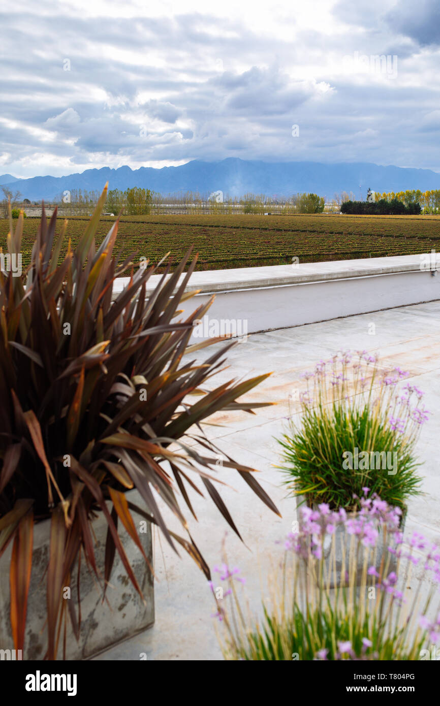 Vue terrasse restaurant Bodega Septima, Agrelo, Lujan de Cuyo, Mendoza, Argentine Banque D'Images
