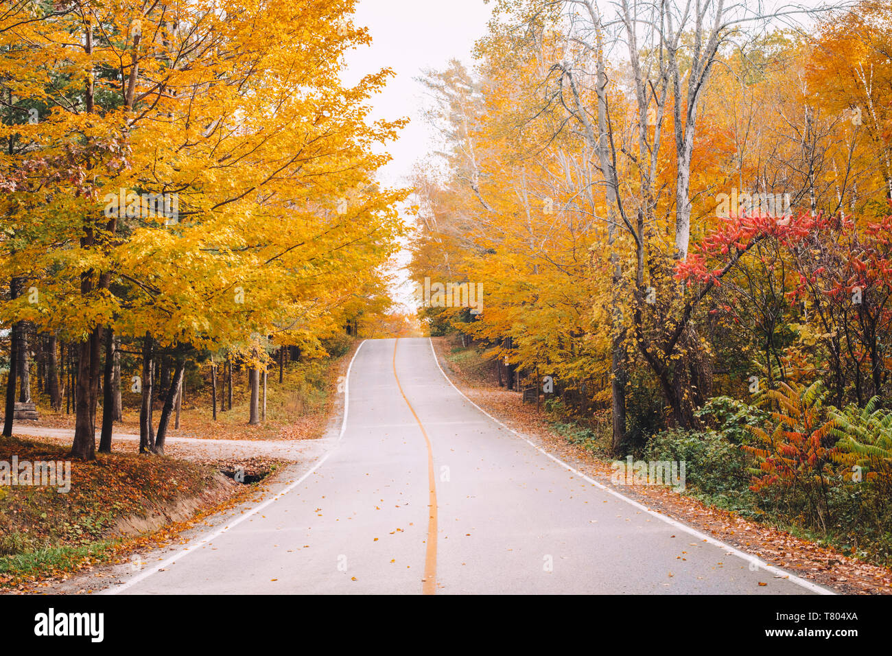 À vide, abandonné dans la rue autumn forest park avec du jaune orange rouge les feuilles des arbres. Belle saison d'automne, à l'extérieur. Banque D'Images