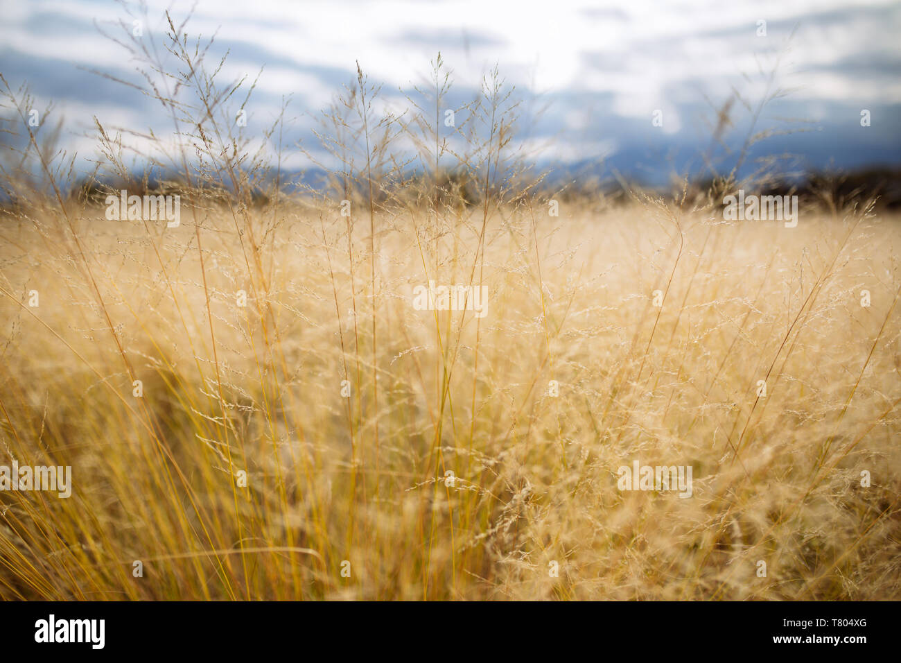 Le jaune et l'herbe haute domaine Bodega Septima Winery à Mendoza, Argentine Banque D'Images