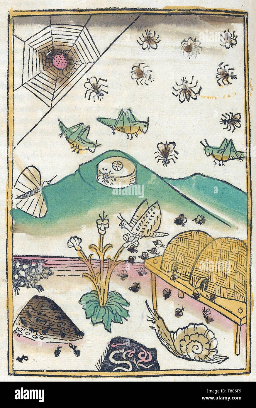 Conrad de Megenberg, Histoire Naturelle, 15e siècle Banque D'Images