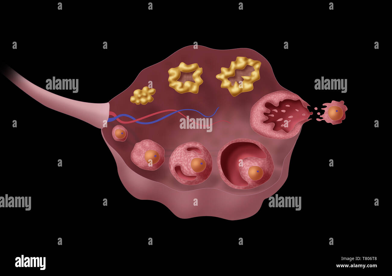 Les follicules ovariens, illustration Banque D'Images