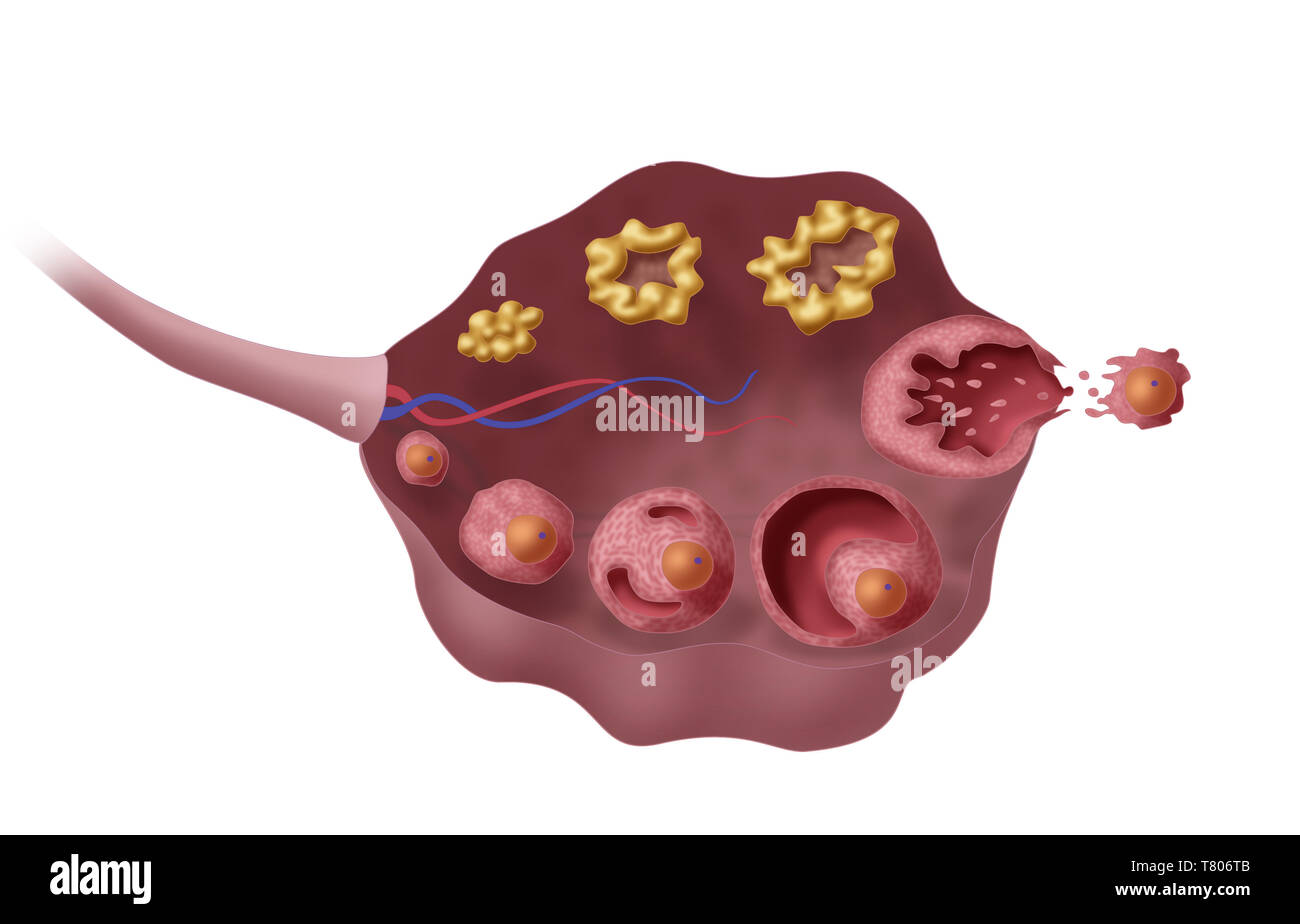 Les follicules ovariens, illustration Banque D'Images