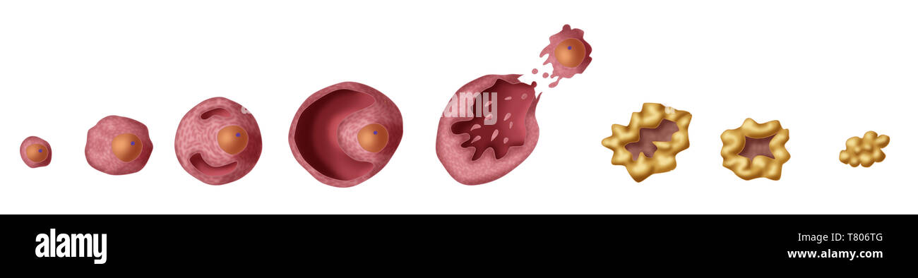 Les follicules ovariens, illustration Banque D'Images