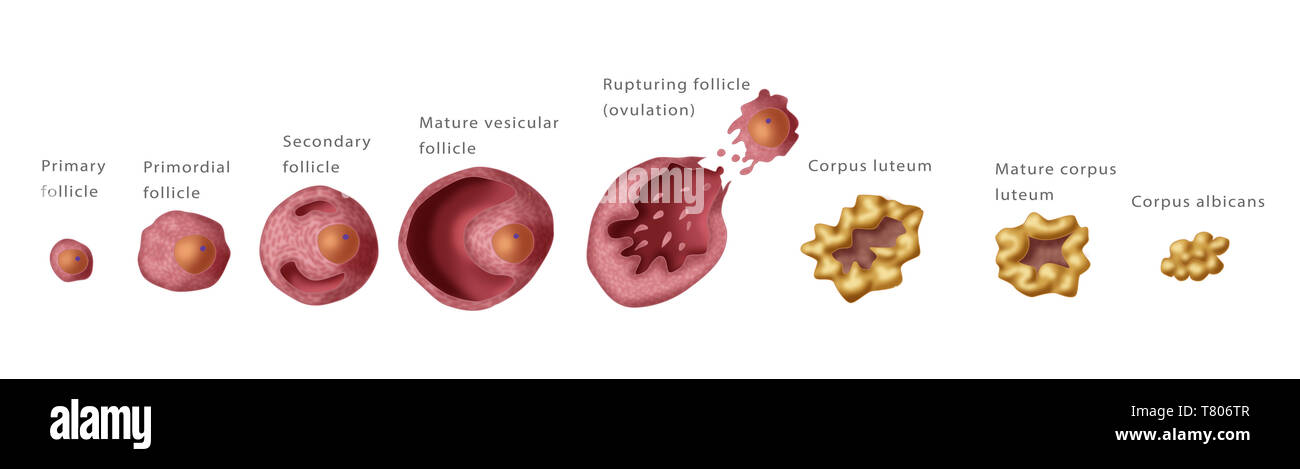 Les follicules ovariens, la menstruation, illustration Banque D'Images
