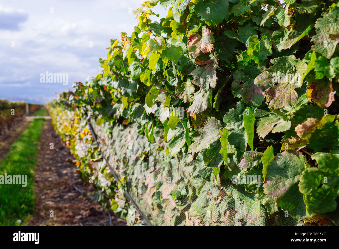 Rangée de plants de vigne en vigne Bodega Septima, Agrelo, Lujan de Cuyo, Mendoza, Argentine Banque D'Images