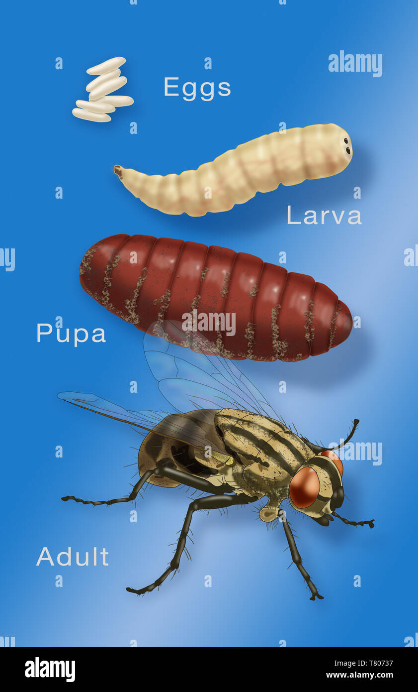 Étapes de la vie d'une mouche domestique, illustration Banque D'Images