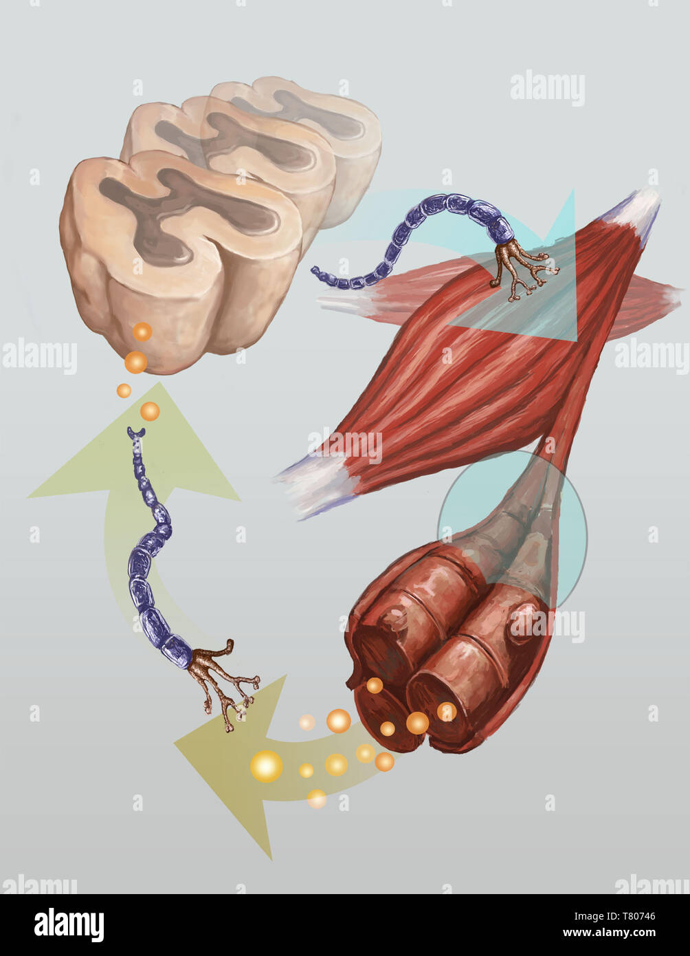 Crampe musculaire, illustration Banque D'Images