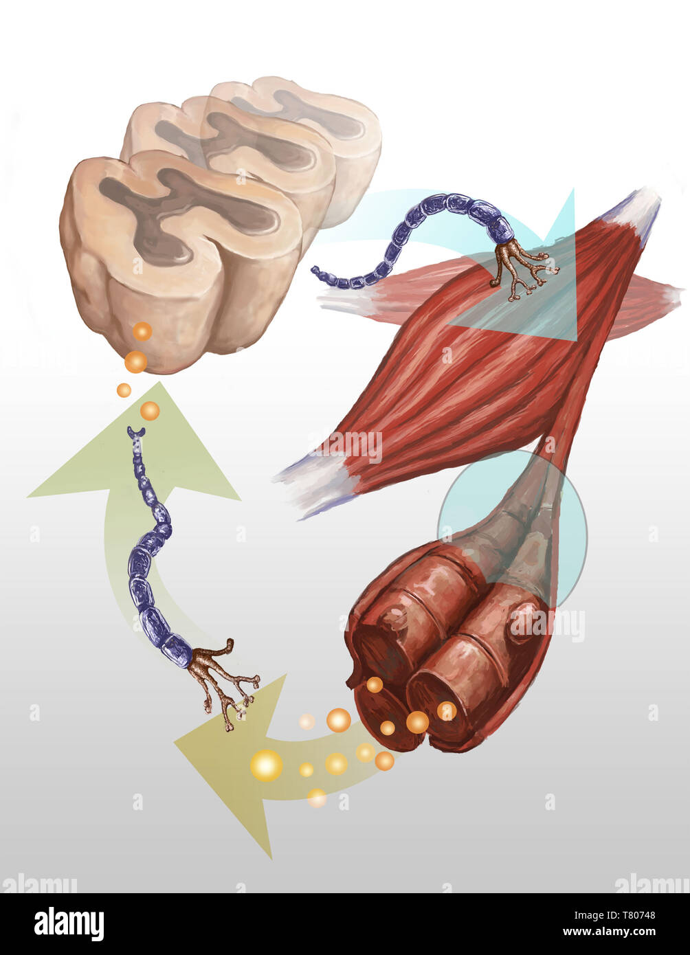 Crampe musculaire, illustration Banque D'Images