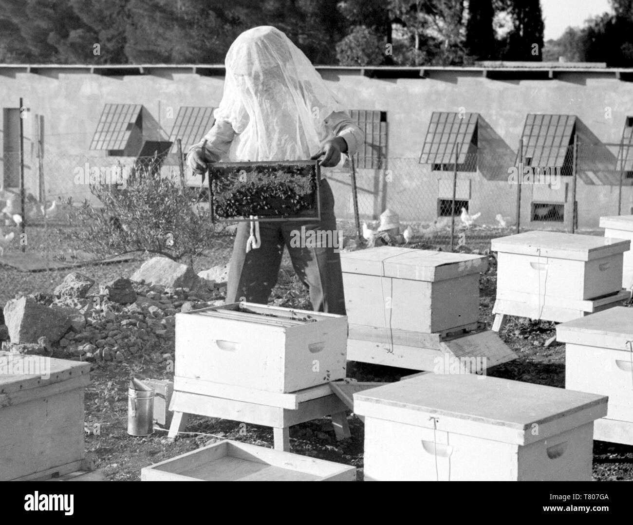 Le rucher, l'apiculteur examine, en nid d'1939 Banque D'Images