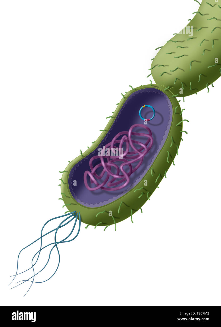 La résistance aux antibiotiques par transfert plasmidique Horizontal, illustration Banque D'Images