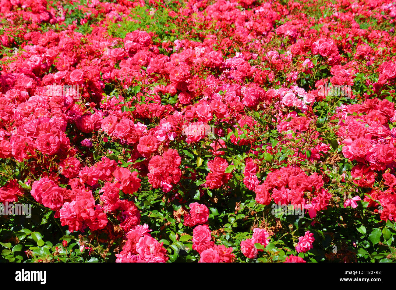 Beau buisson de roses sauvages avec des feuilles vertes prises sur une journée ensoleillée. Une rose est une plante vivace ligneuse du genre Rosa, de la famille des Rosaceae. Utilisé comme un cadeau de fleur. Banque D'Images