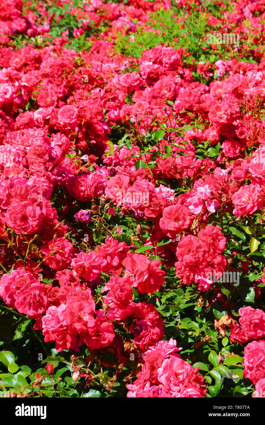 Bush incroyable de roses roses sauvages avec des feuilles vertes prises au printemps. Rose, une des fleurs les plus populaires, est une plante vivace ligneuse du genre Rosa, de la famille des Rosaceae. Banque D'Images