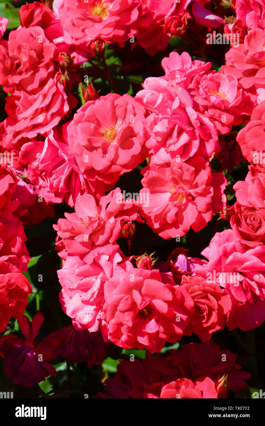 Amazing close up photographie des roses fuschia sauvages prises pendant la saison du printemps. L'un des plus populaires de fleurs, membre de la famille des Rosacées, est utilisé comme un don, souvent comme un symbole d'amour. Banque D'Images