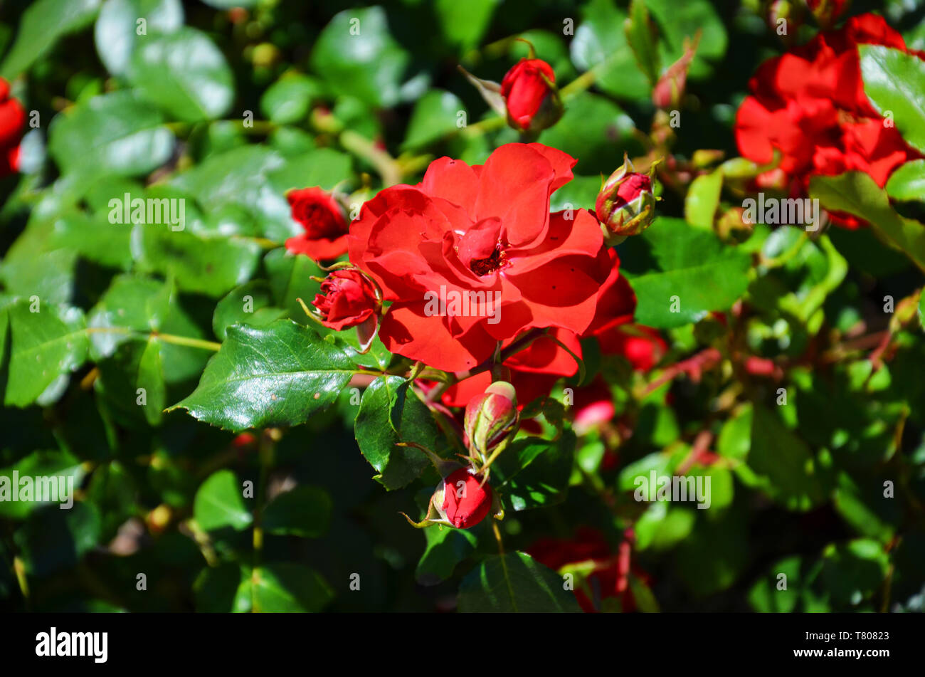 Beau détail de Wild rose rouge bush prises à l'été avec du soleil sur les fleurs. Une rose est une plante vivace ligneuse du genre Rosa, de la famille des Rosaceae. Banque D'Images