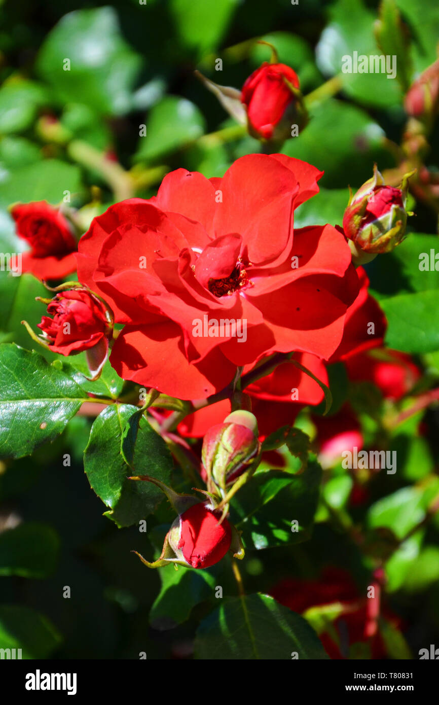 La vue étonnante de wild roses rouges prises close up sur une journée ensoleillée avec soleil qui brille sur les feuilles vertes. La photographie de nature verticale a fond flou. Rose est une des fleurs les plus populaires. Banque D'Images