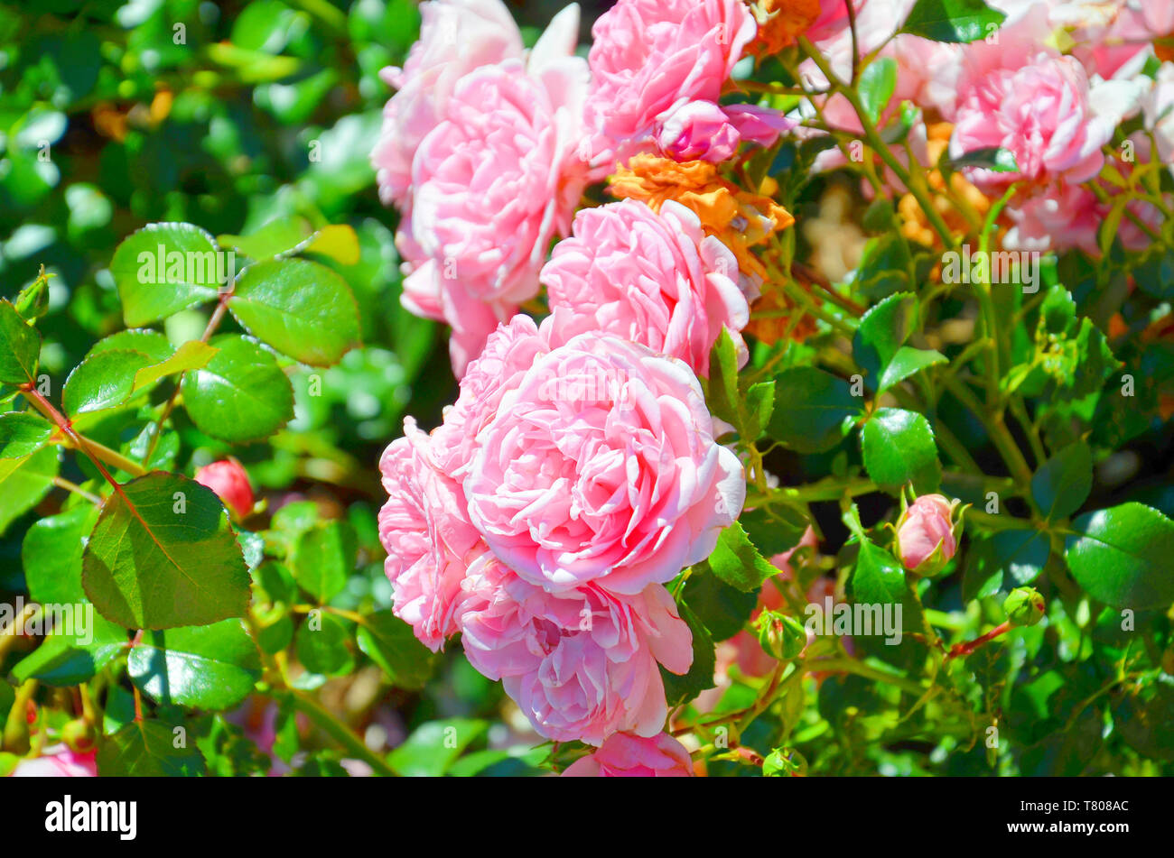 La photo en gros plan de roses sauvages prises sur une journée de printemps ensoleillée avec soleil sur la rose vert rose feuilles et fleurs. Rose est une des fleurs les plus populaires, souvent considérée comme un symbole de l'amour. Banque D'Images