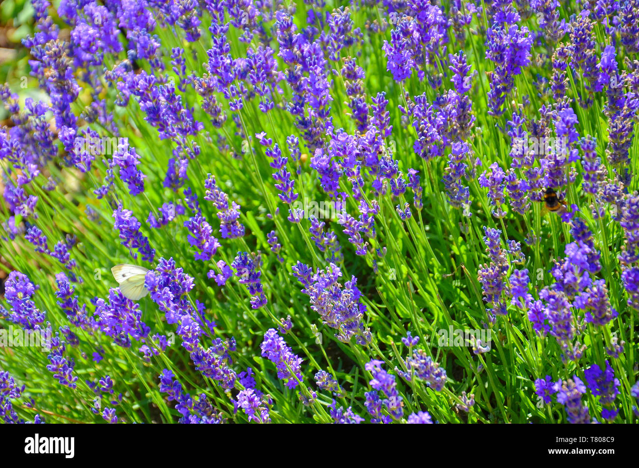 Belles fleurs de sauge farineuse, Salvia farinacea, prises de près. L'incroyable guérison violet herb attire les papillons et les bourdons. Banque D'Images