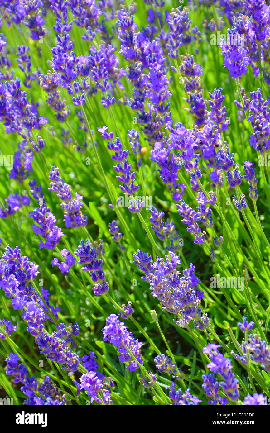 La vue étonnante de blooming similaire à de la sauge, Salvia farinacea, photographiés de près. L'incroyable guérison violet herb attire les papillons et les bourdons. Il peut être utilisé comme un thé herb. Banque D'Images