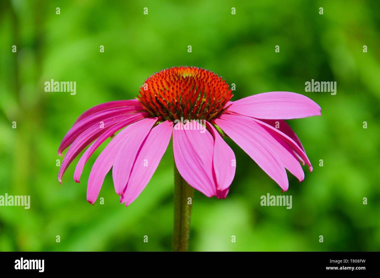 Belle, échinacée ou Echinacea purpurea, Close up avec floue fond vert. La magnifique fleur a des feuilles pourpres et tortue à centre rouge. Banque D'Images