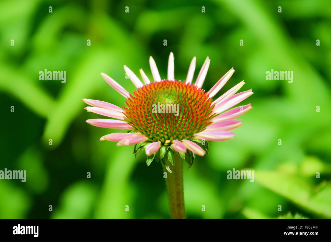 Merveilleux, échinacée Echinacea purpurea, prises close up avec floue fond vert. Cette guérison populaire herbe a feuilles pourpres et rouge tête épineuse. Également cultivé comme plante ornementale. Banque D'Images