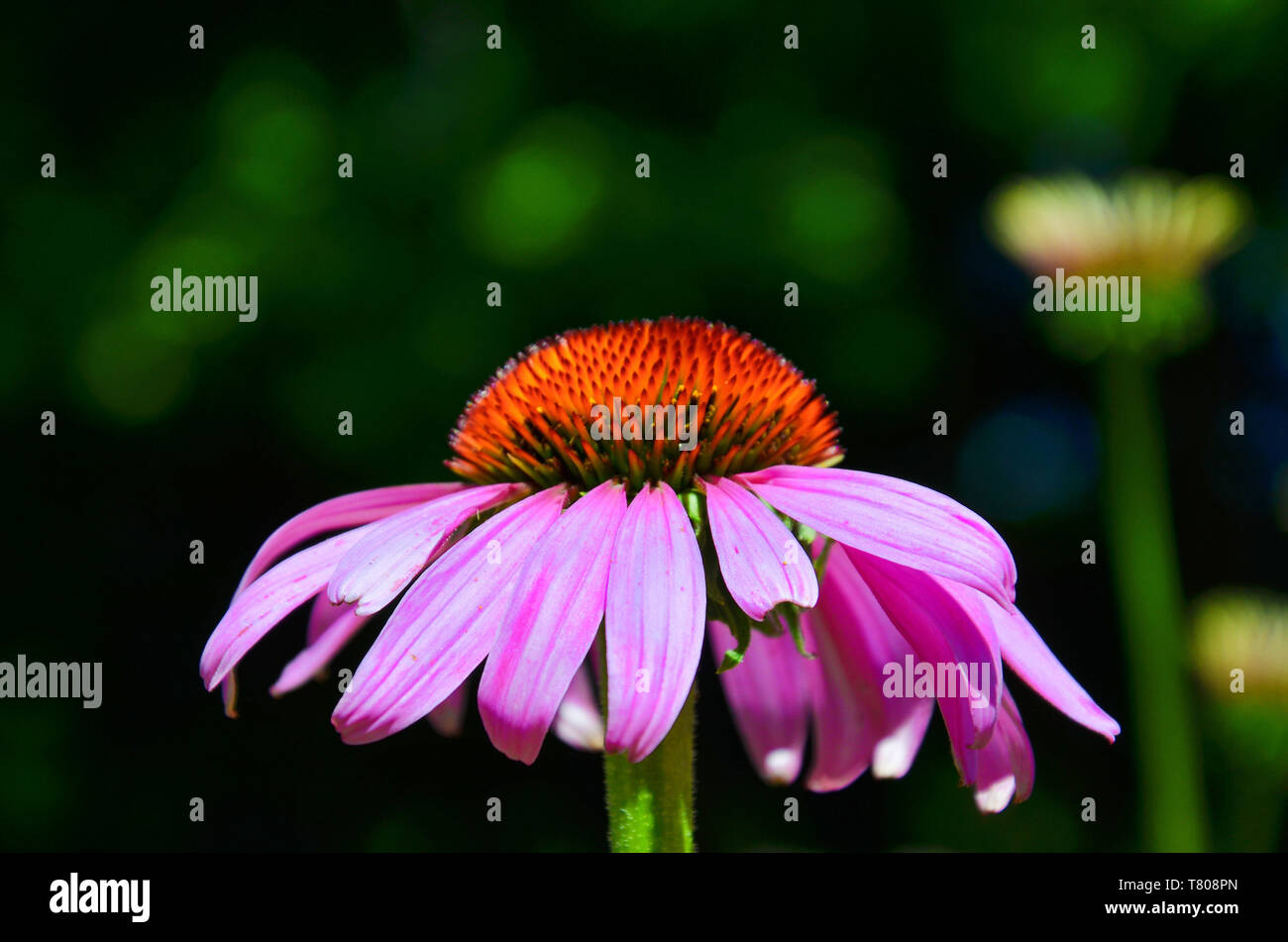 Magnifique portrait photo d'Echinacea purpurea, connu également comme l'échinacée, avec un arrière-plan flou. La magnifique fleur a feuilles pourpres et tortue à centre rouge. Banque D'Images