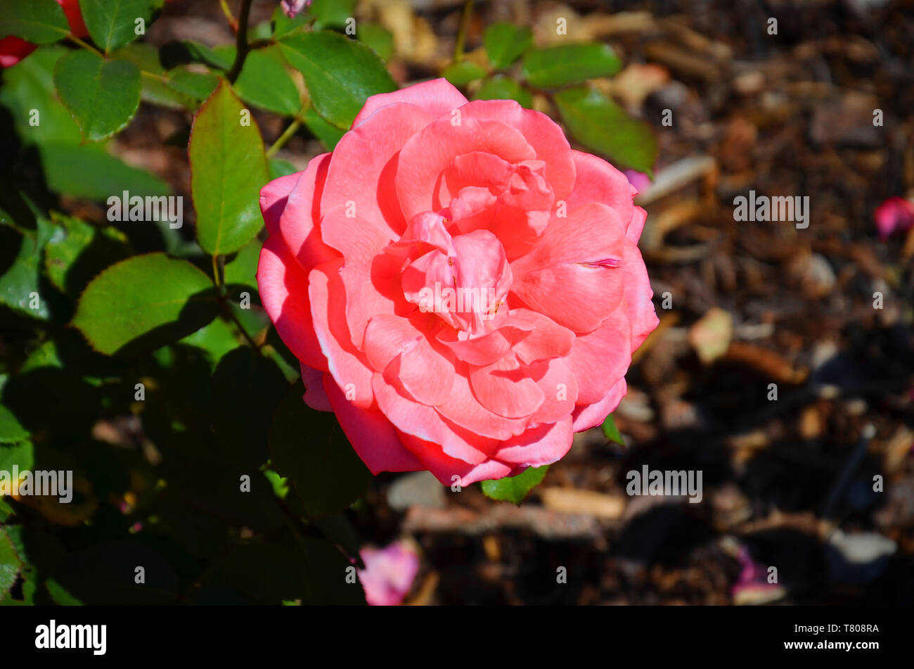Amazing close up photographie des hybrides de thé rose rose, Rosaceae, prises d'en haut pendant la saison du printemps. L'arrière-plan de la photo est floue, marron et vert. Banque D'Images