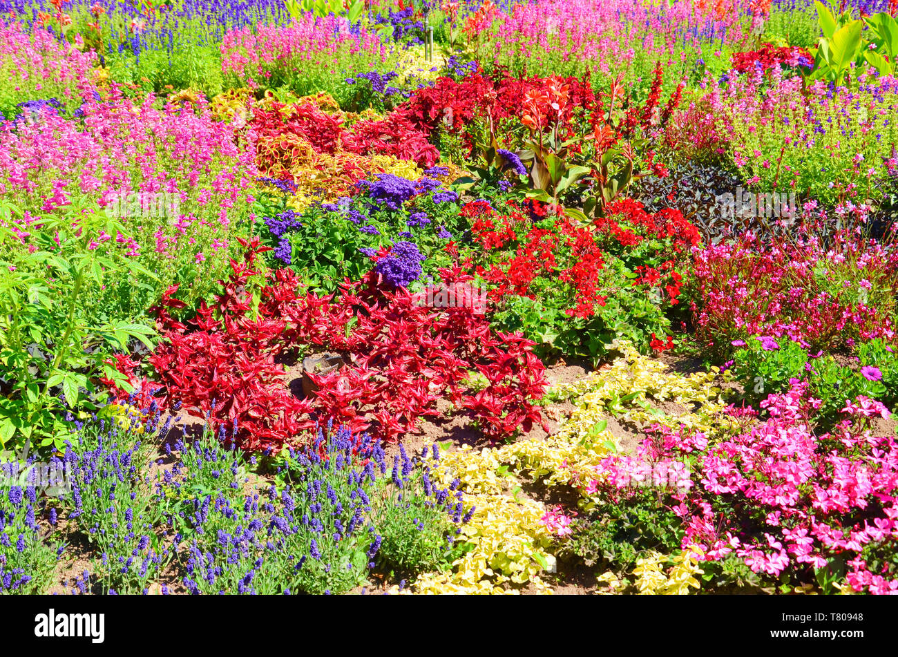 Lit incroyable de fleurs avec beaucoup de différentes espèces de fleurs. Les fleurs ont des couleurs vives, principalement rouge, rose et violet. Banque D'Images