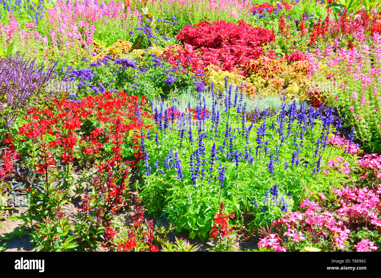 De belles fleurs aux couleurs vives à dominante rouge, rose et violet couleurs prises pendant la saison du printemps. Dans ce magnifique lit de fleurs nous pouvons trouver de nombreuses espèces différentes. Banque D'Images