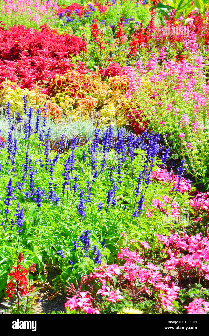 Superbe lit de fleurs avec beaucoup de différentes espèces prises pendant la saison du printemps. Les belles fleurs sont rouge vif, rose, violet ou jaune. Banque D'Images